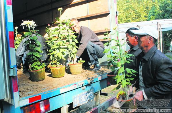 第十一屆全國菊展隆重開幕 德州千余盆菊花北京斗艷